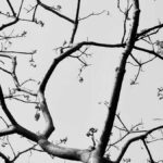 Branches of a tree.