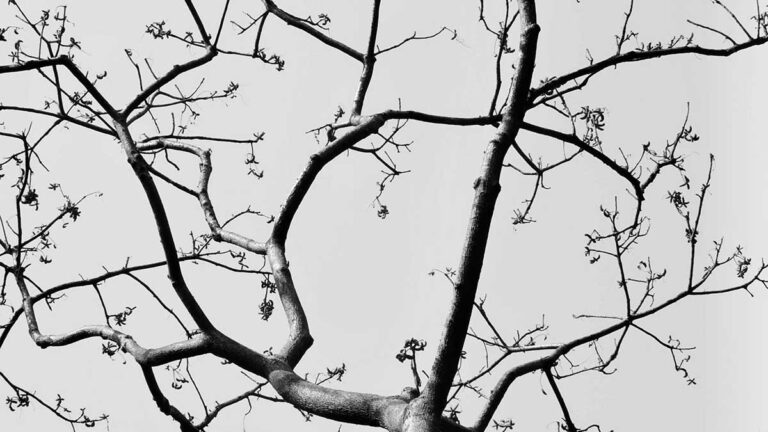 Branches of a tree.